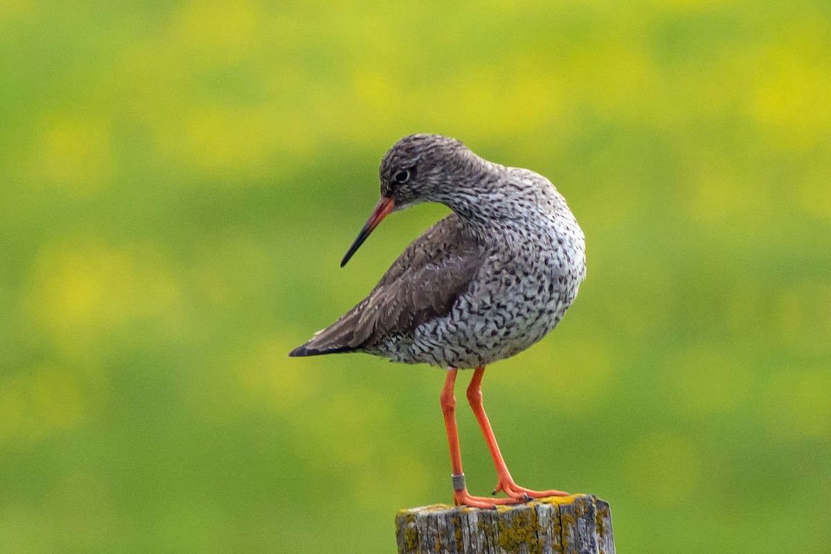 Common Redshank - ML118374381