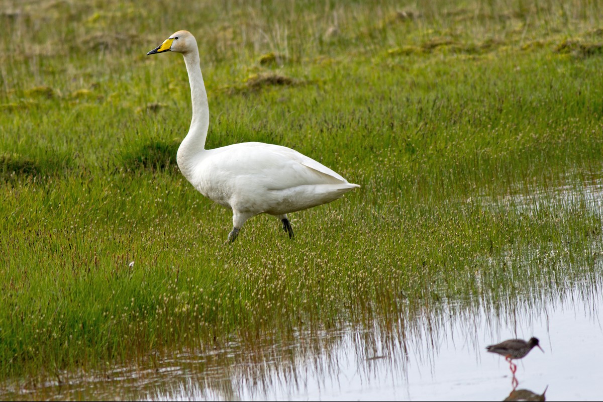 Whooper Swan - ML118375331