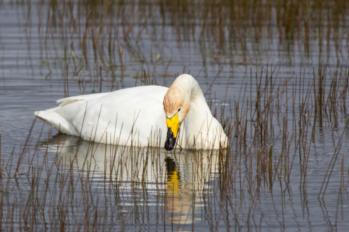 Whooper Swan - ML118375411