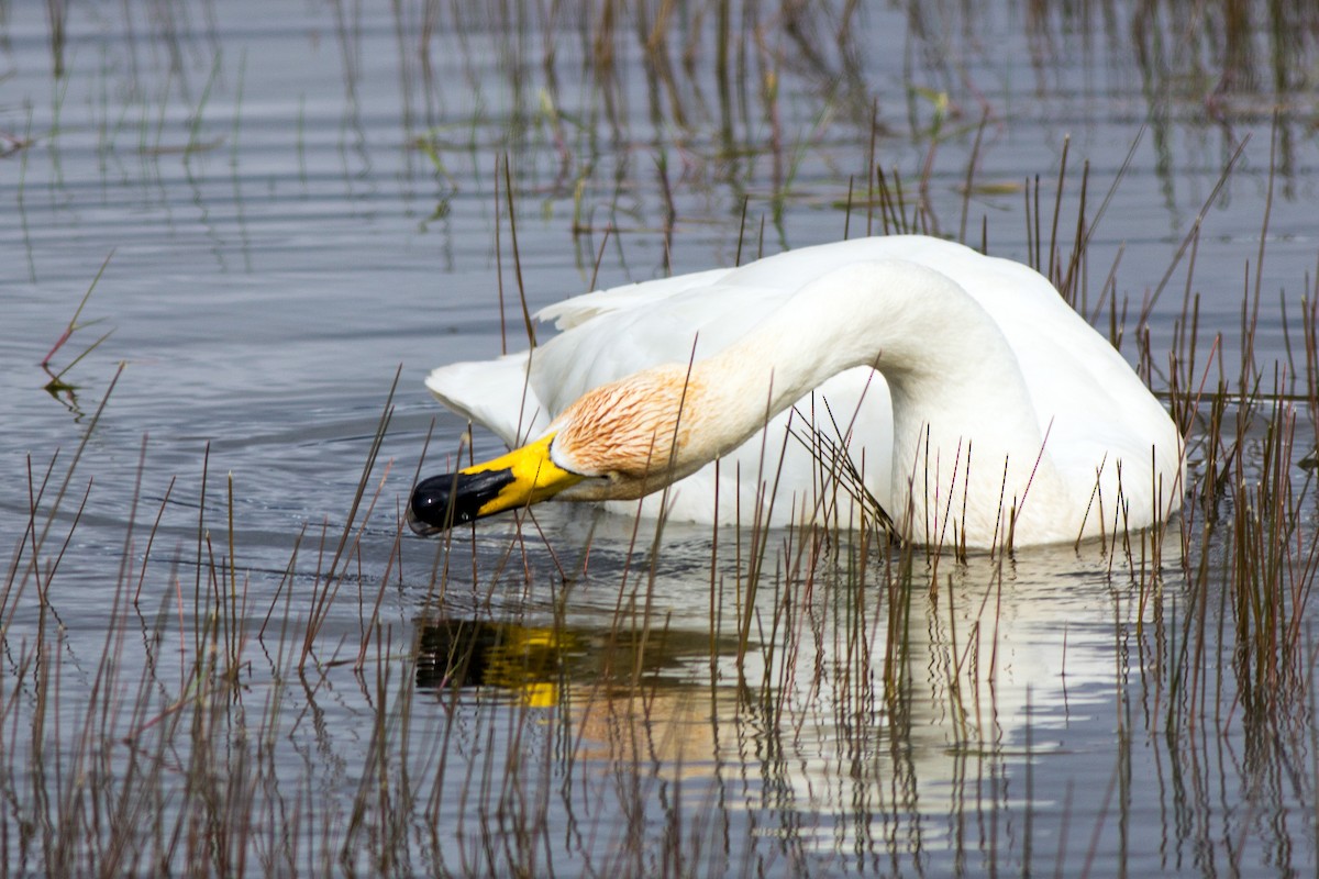 Whooper Swan - ML118375451