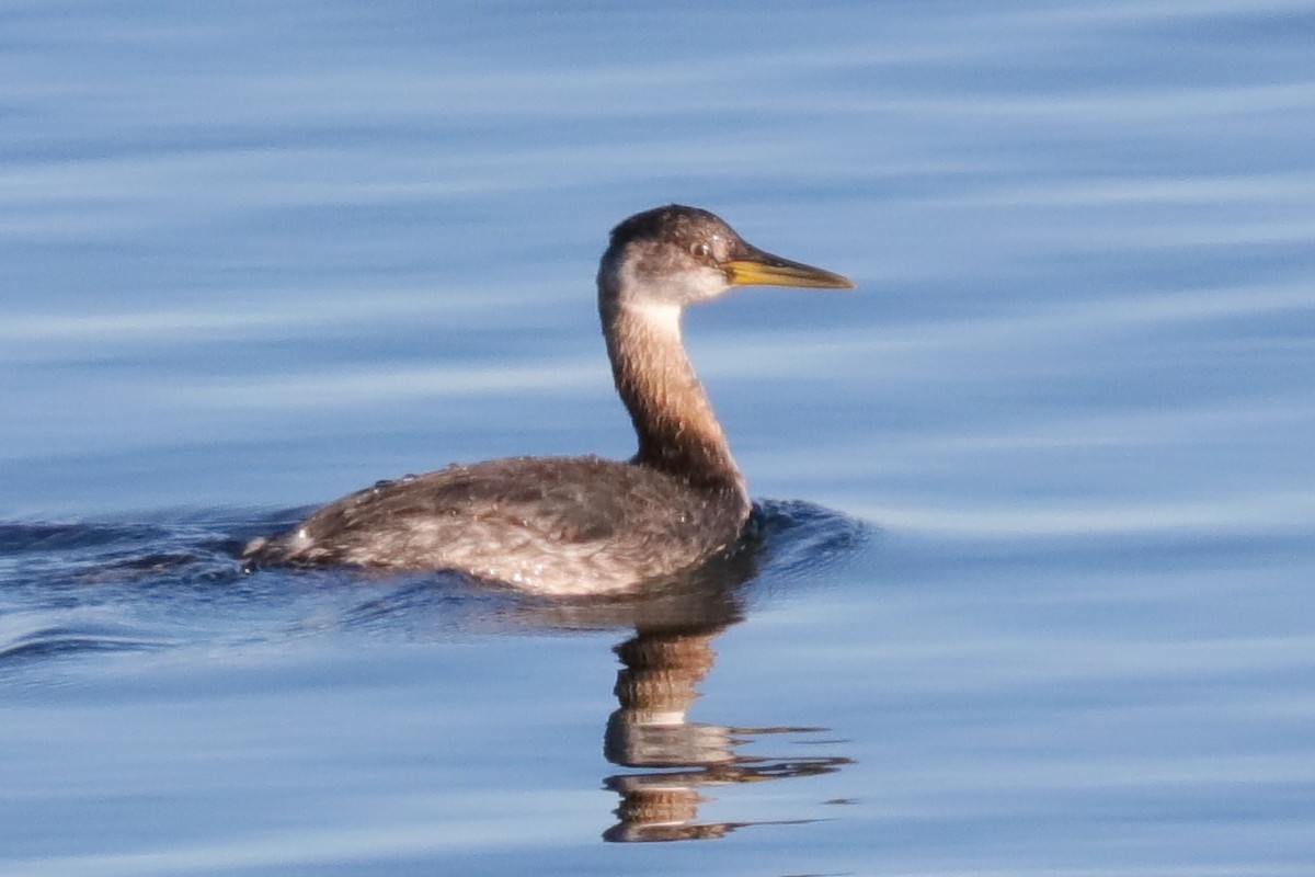 Red-necked Grebe - Warren Cronan