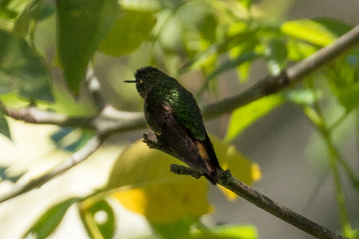 Tyrian Metaltail - ML118376201
