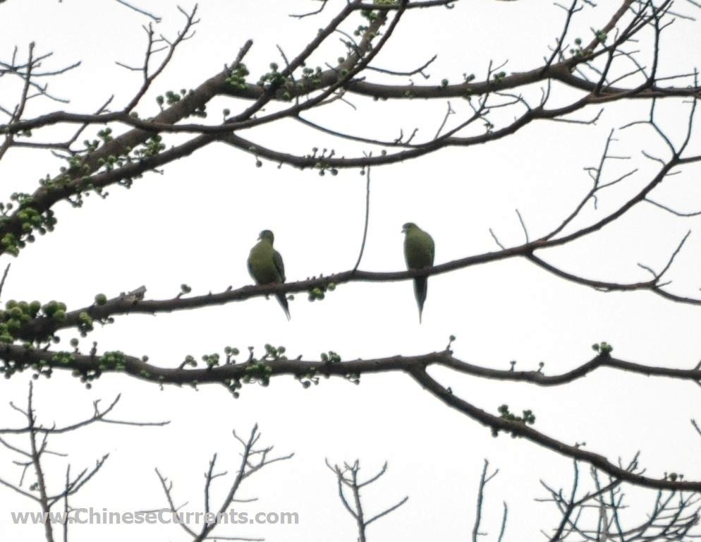 Pin-tailed Green-Pigeon - ML118376331
