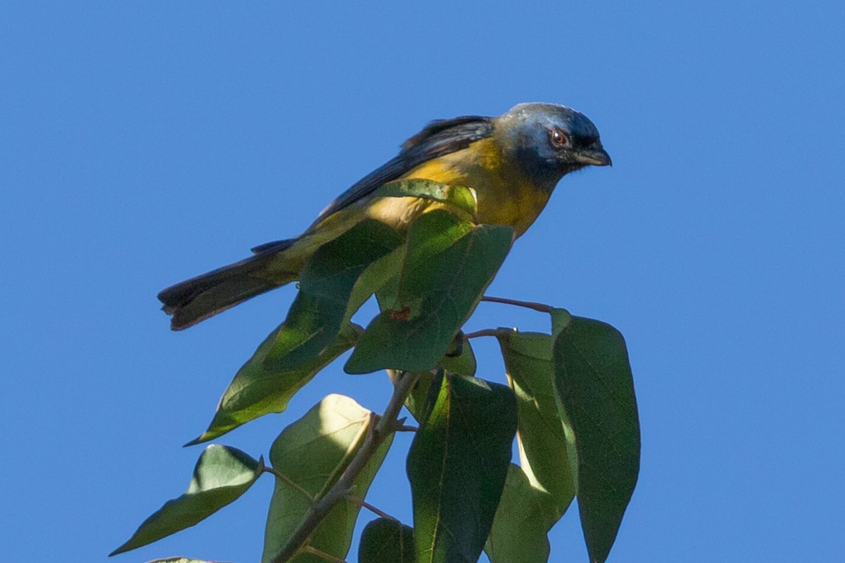 Blue-and-yellow Tanager - ML118376781