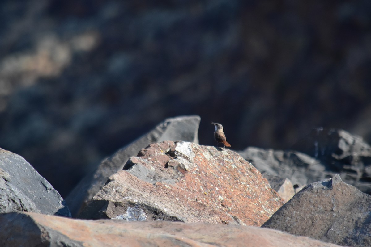 Canyon Wren - ML118378931