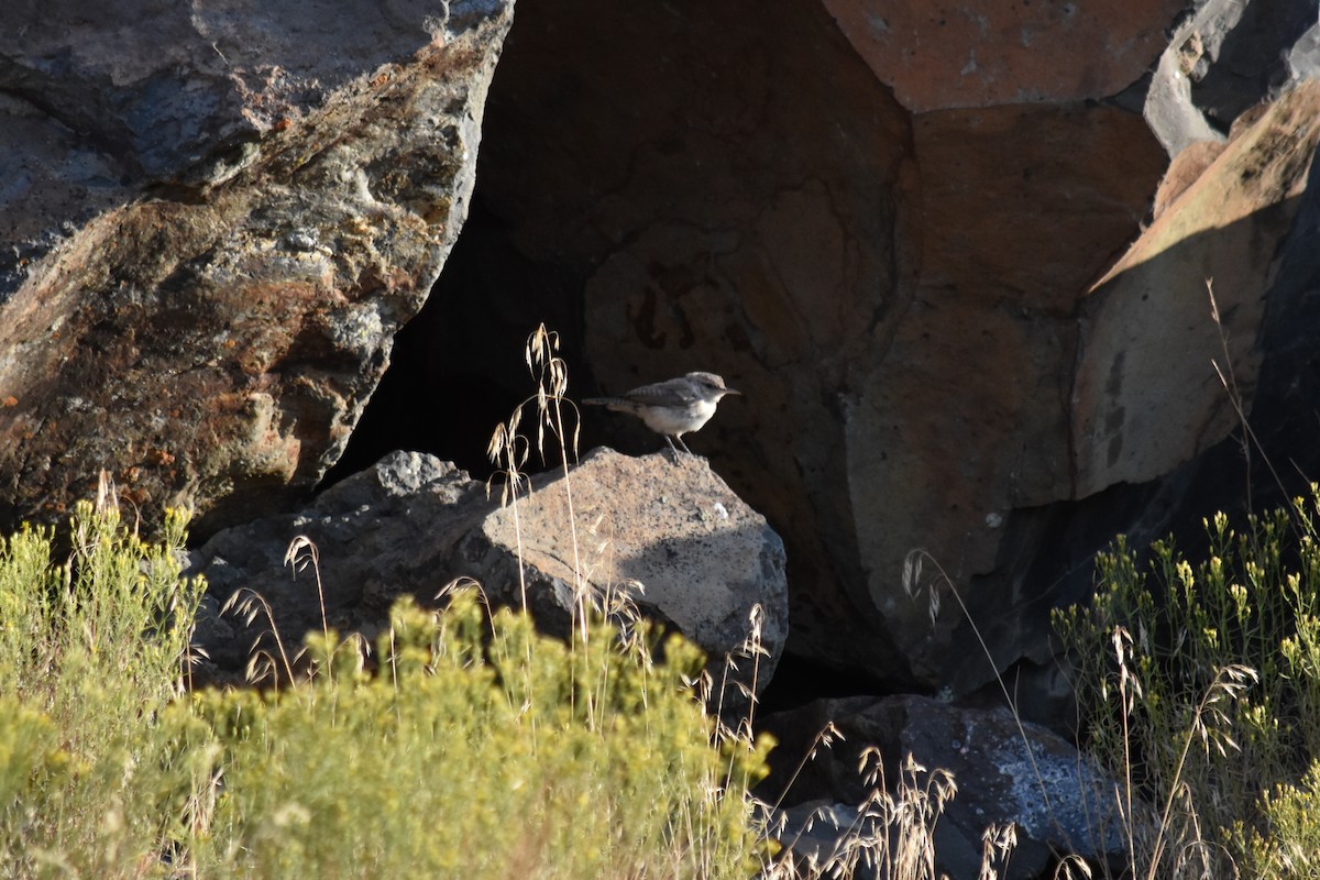 Rock Wren - Sara Newman