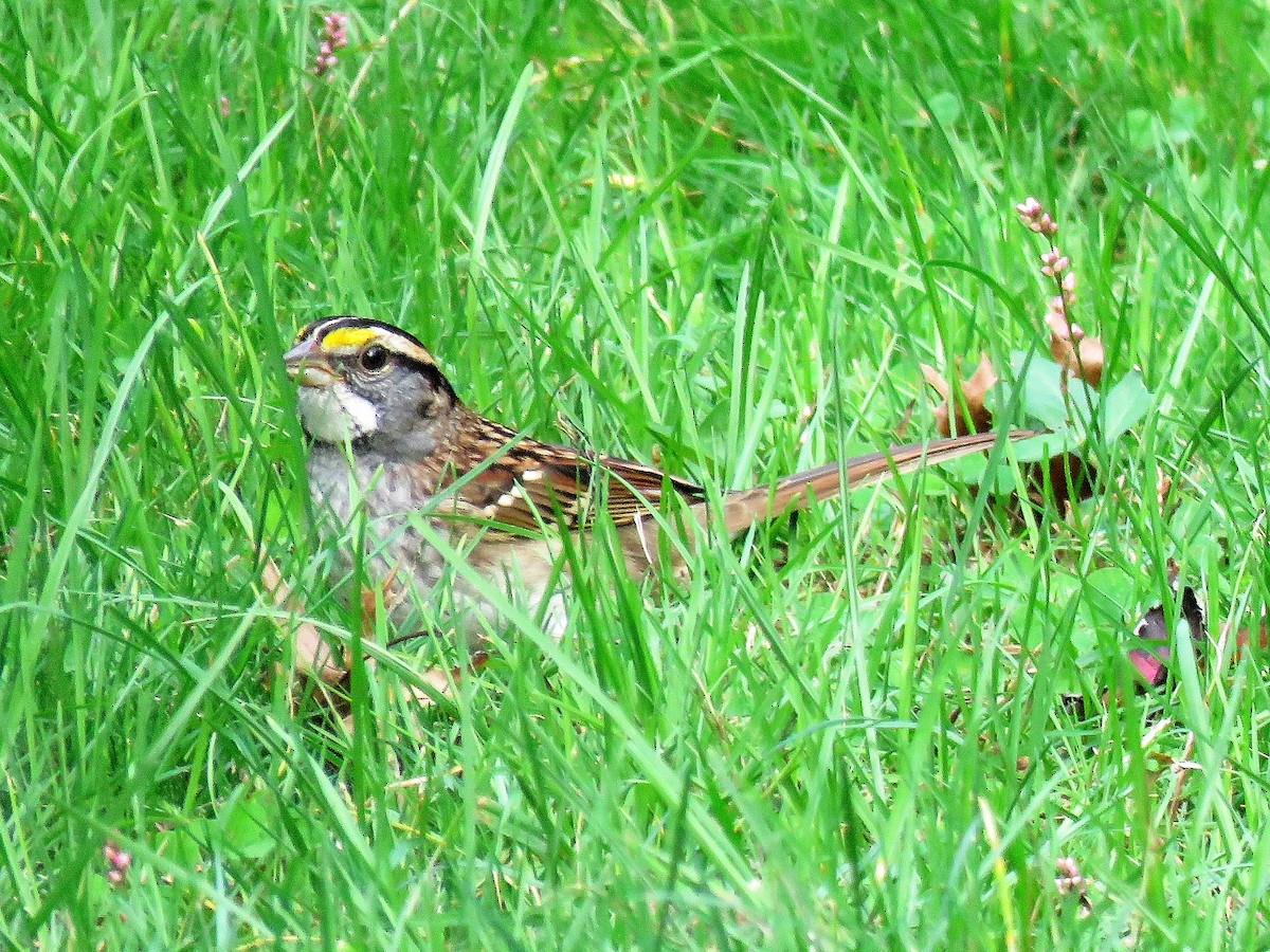 White-throated Sparrow - ML118379481