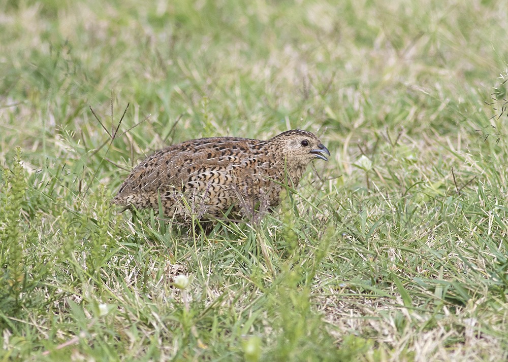 Brown Quail - ML118379591