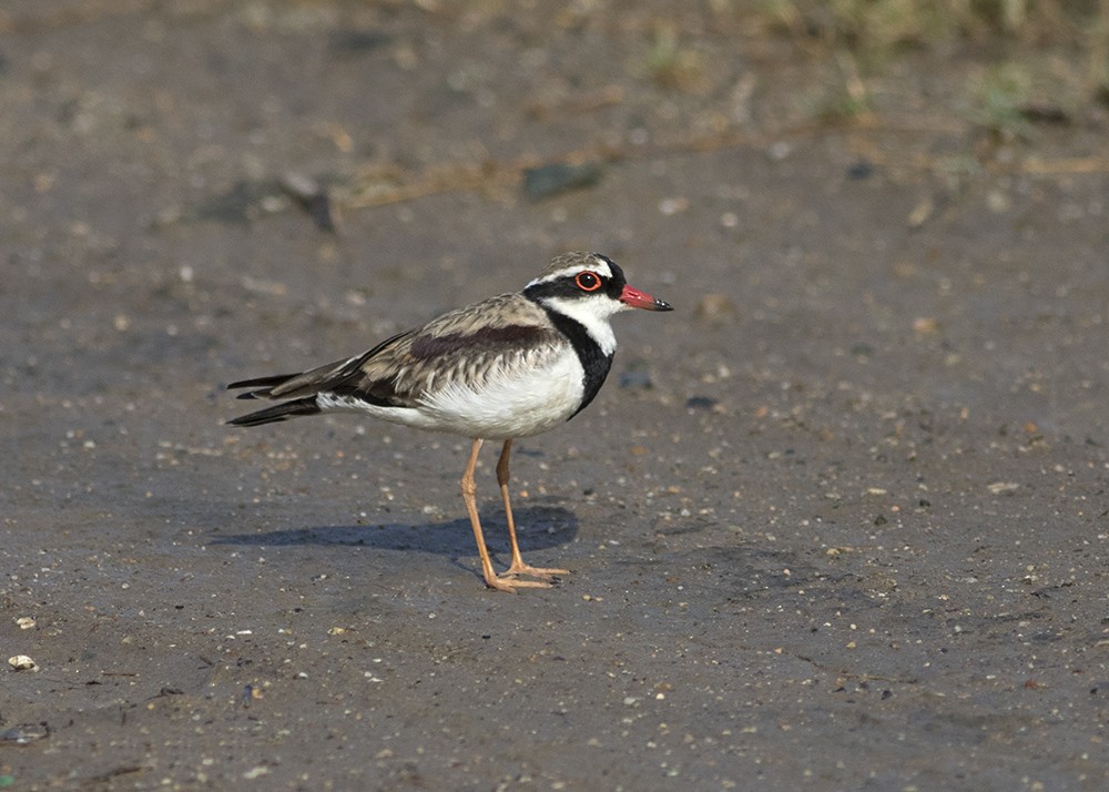 Black-fronted Dotterel - Stephen Murray