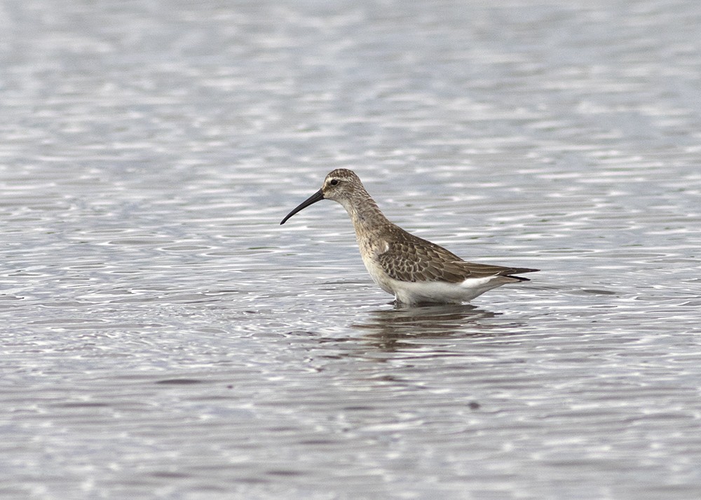 Curlew Sandpiper - Stephen Murray