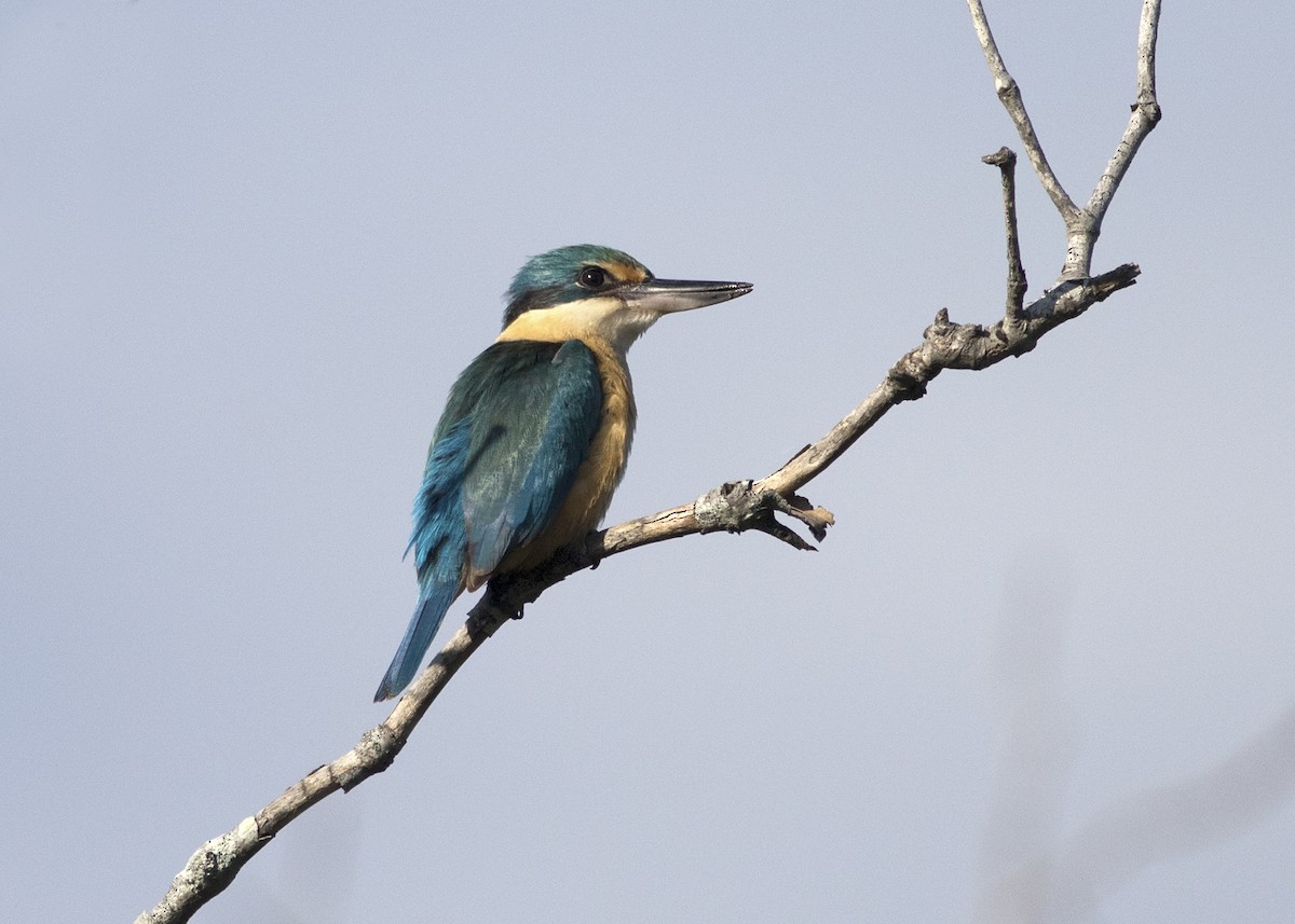 Sacred Kingfisher - ML118380461