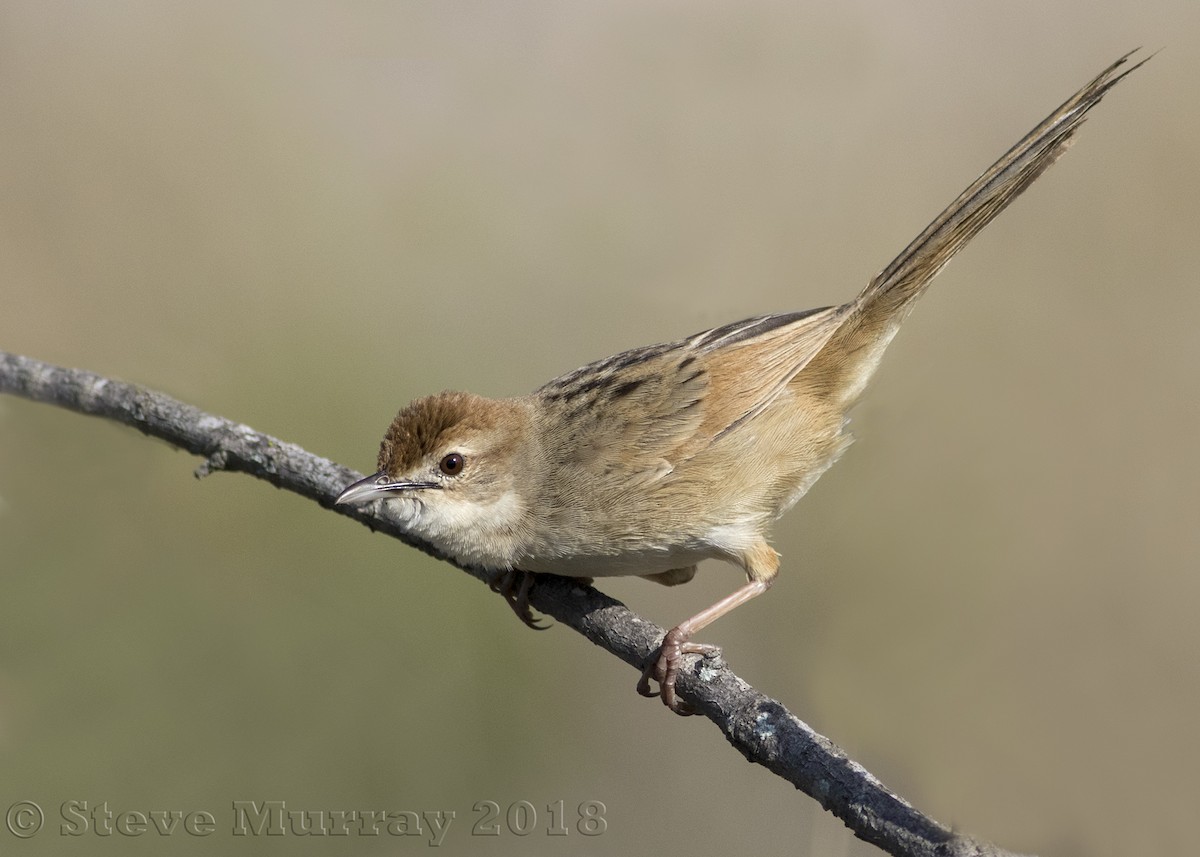 Tawny Grassbird - Stephen Murray