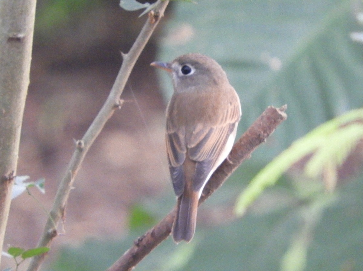 Brown-breasted Flycatcher - ML118381131