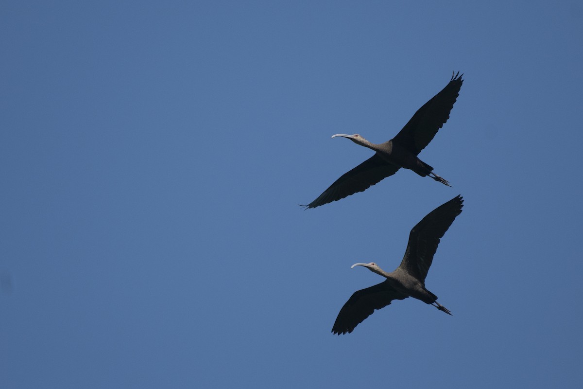 Ibis à face blanche - ML118384091