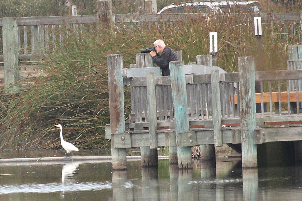 Great Egret - ML118384391