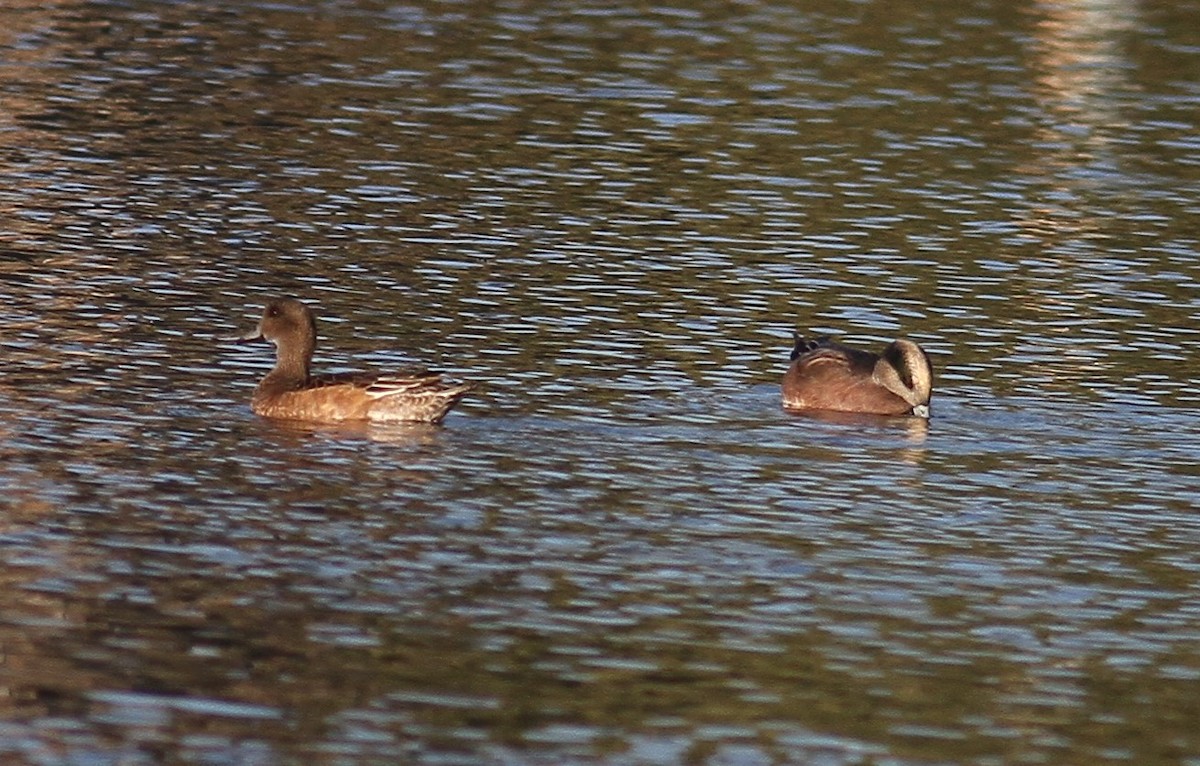 American Wigeon - 🦉Richard Aracil🦅