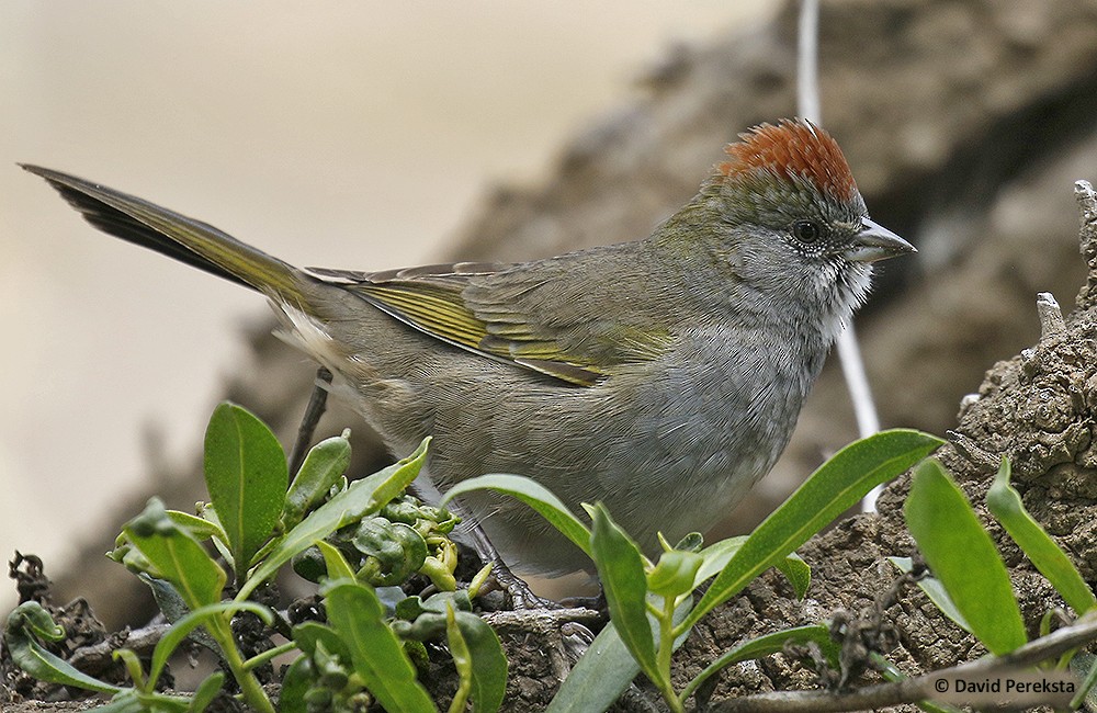 Green-tailed Towhee - David Pereksta