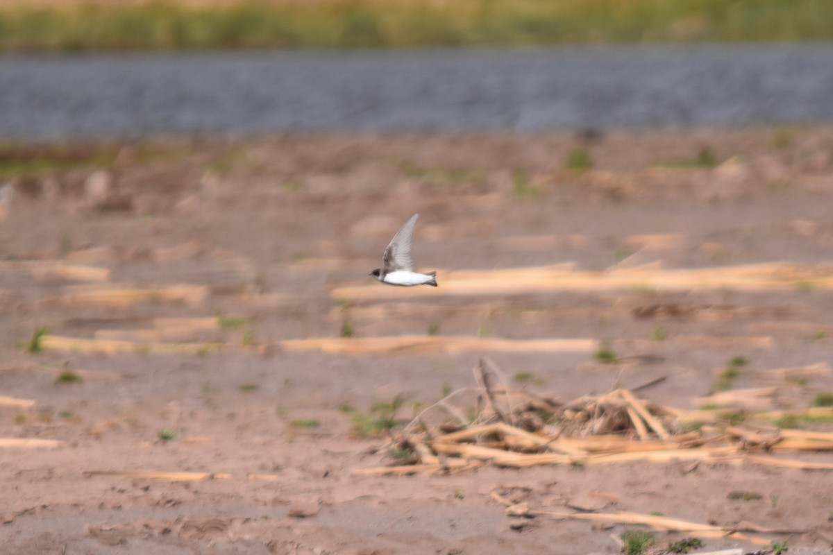 Bank Swallow - ML118387441