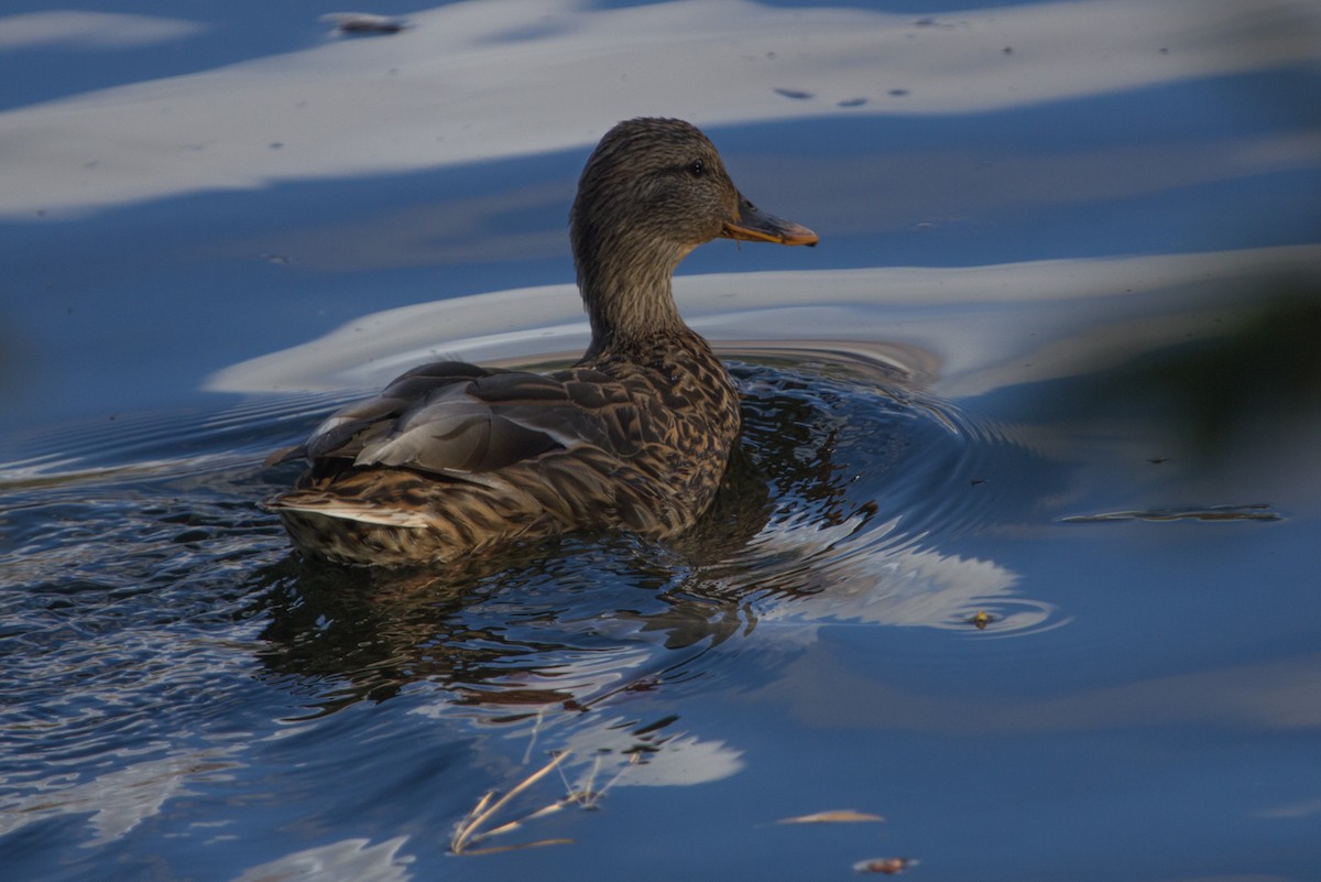 Mallard - Lindy Fung