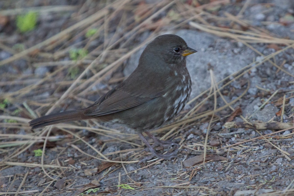 Fox Sparrow - ML118388161