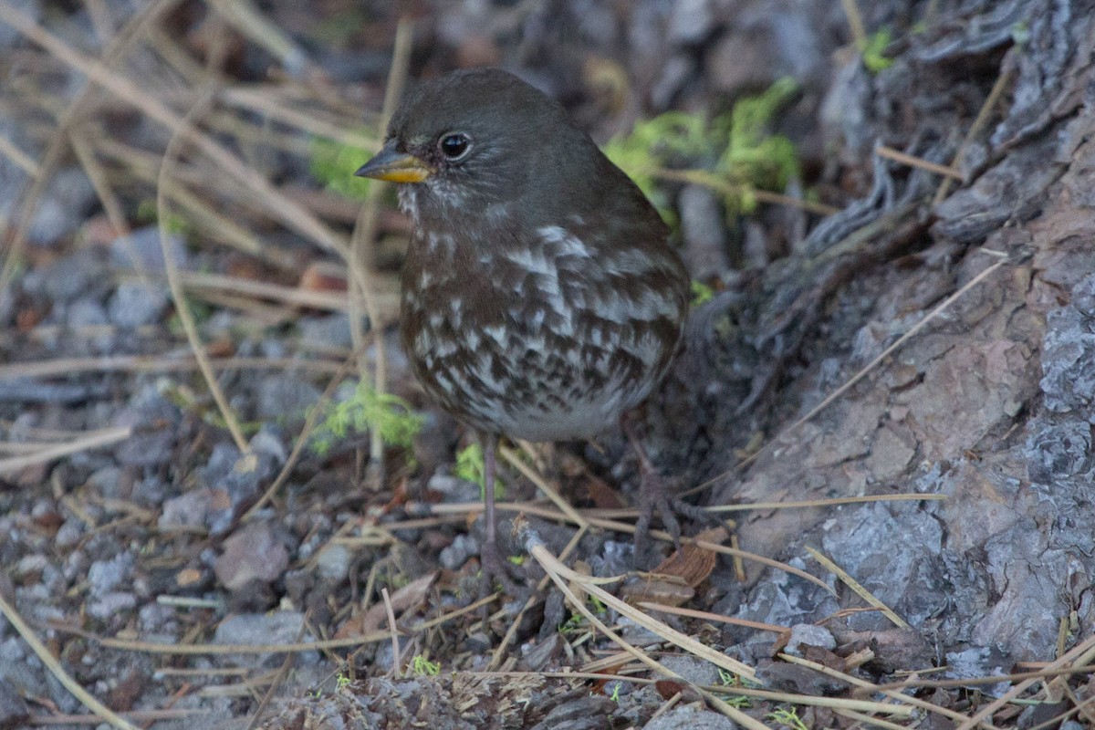 Fox Sparrow - ML118388171