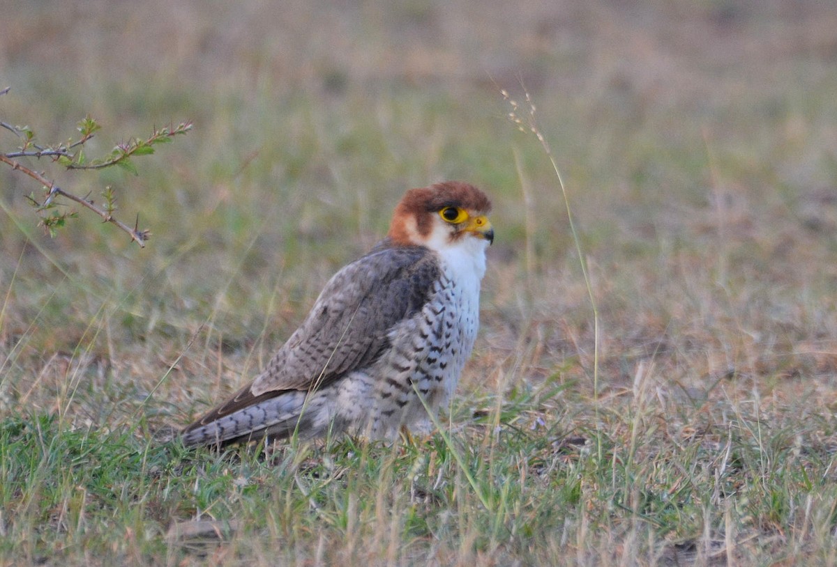 Red-necked Falcon - ML118389231