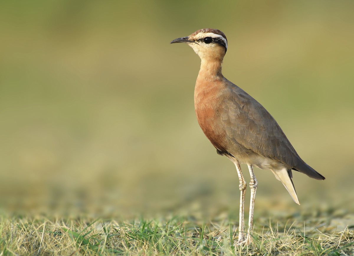 Indian Courser - ML118389411
