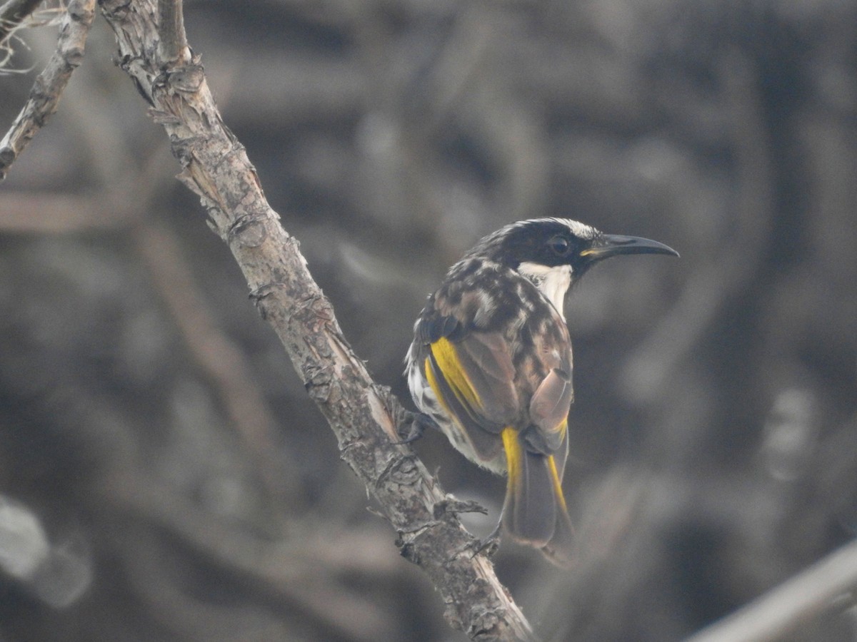 White-cheeked Honeyeater - Tim Norris