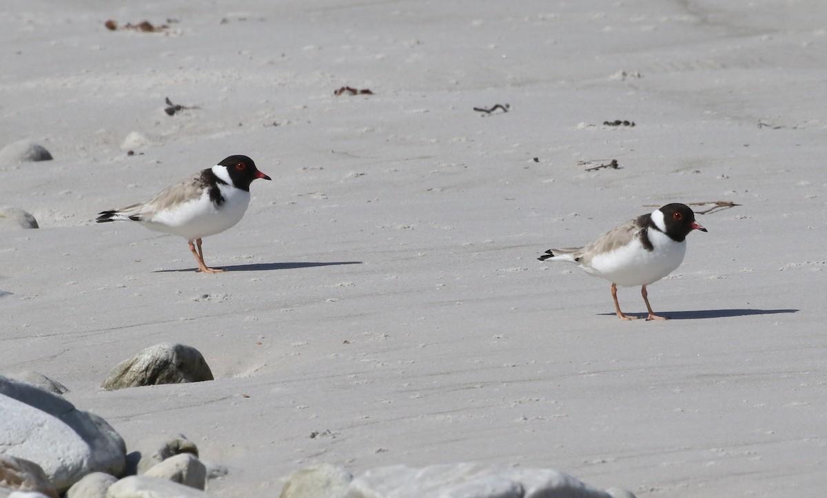 Hooded Plover - ML118391621