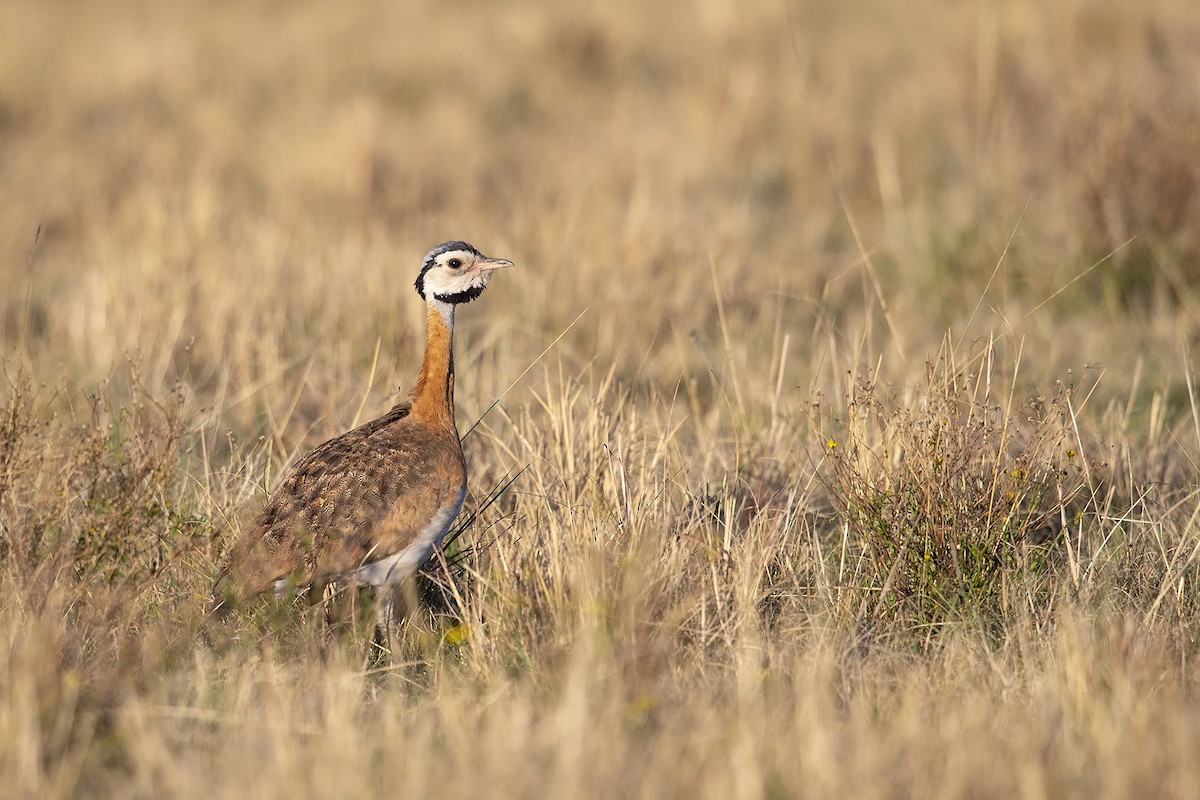 White-bellied Bustard (Barrow's) - Niall D Perrins