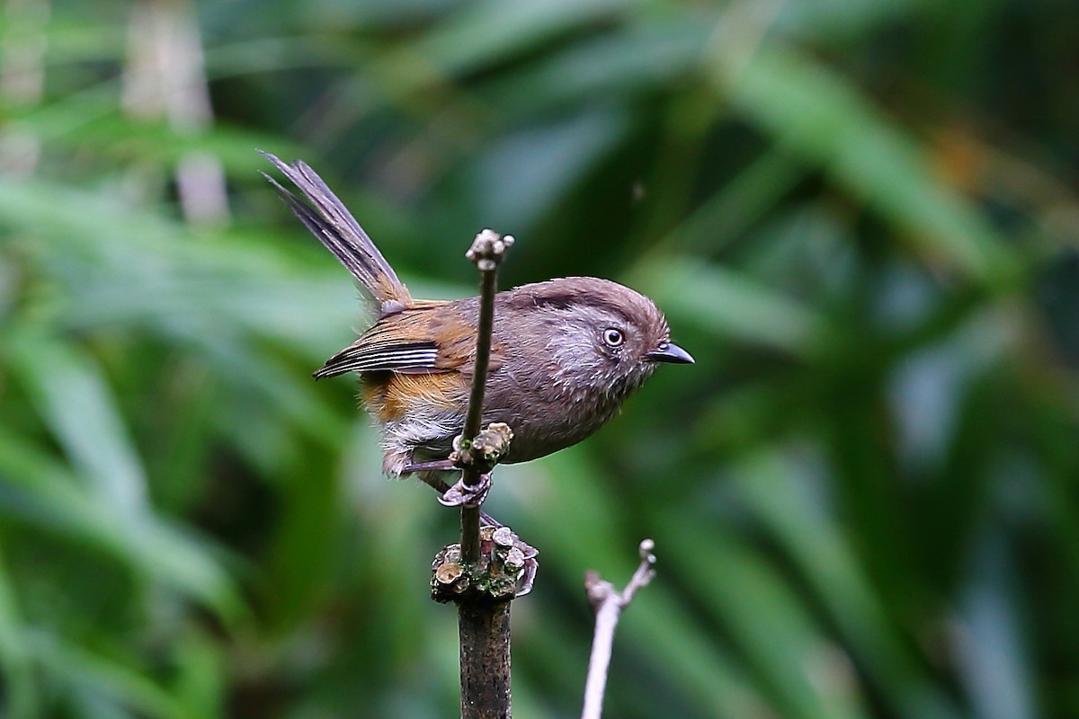 Manipur Fulvetta - ML118392381