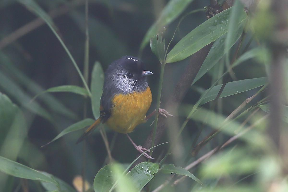 Liopare à poitrine dorée - ML118392401