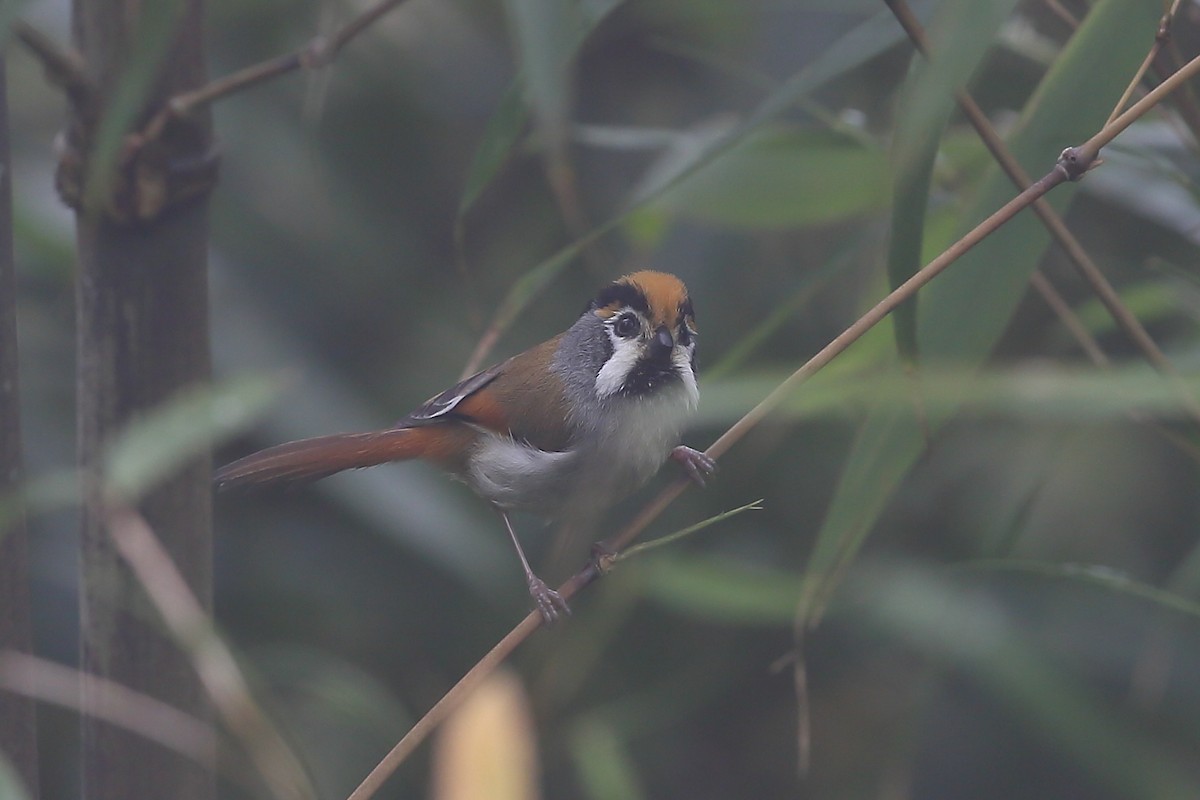 Black-throated Parrotbill - ML118392411