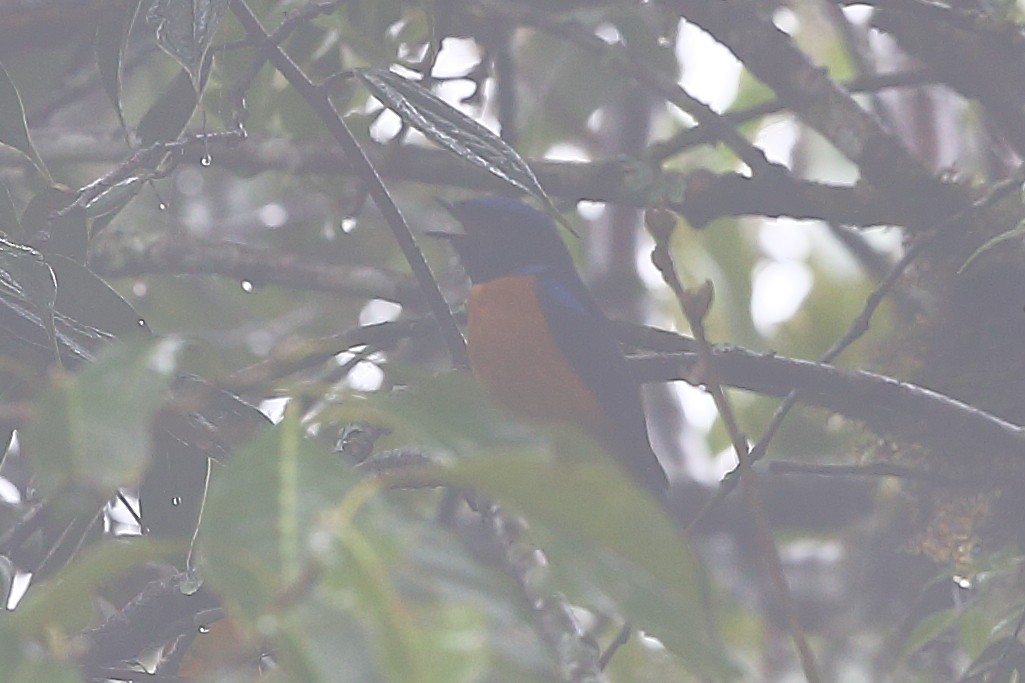 Gobemouche sundara - ML118392421