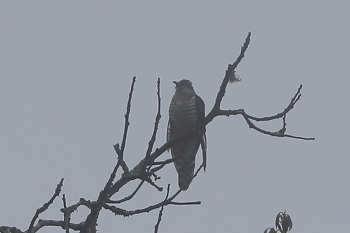 Lesser Cuckoo - ML118392441