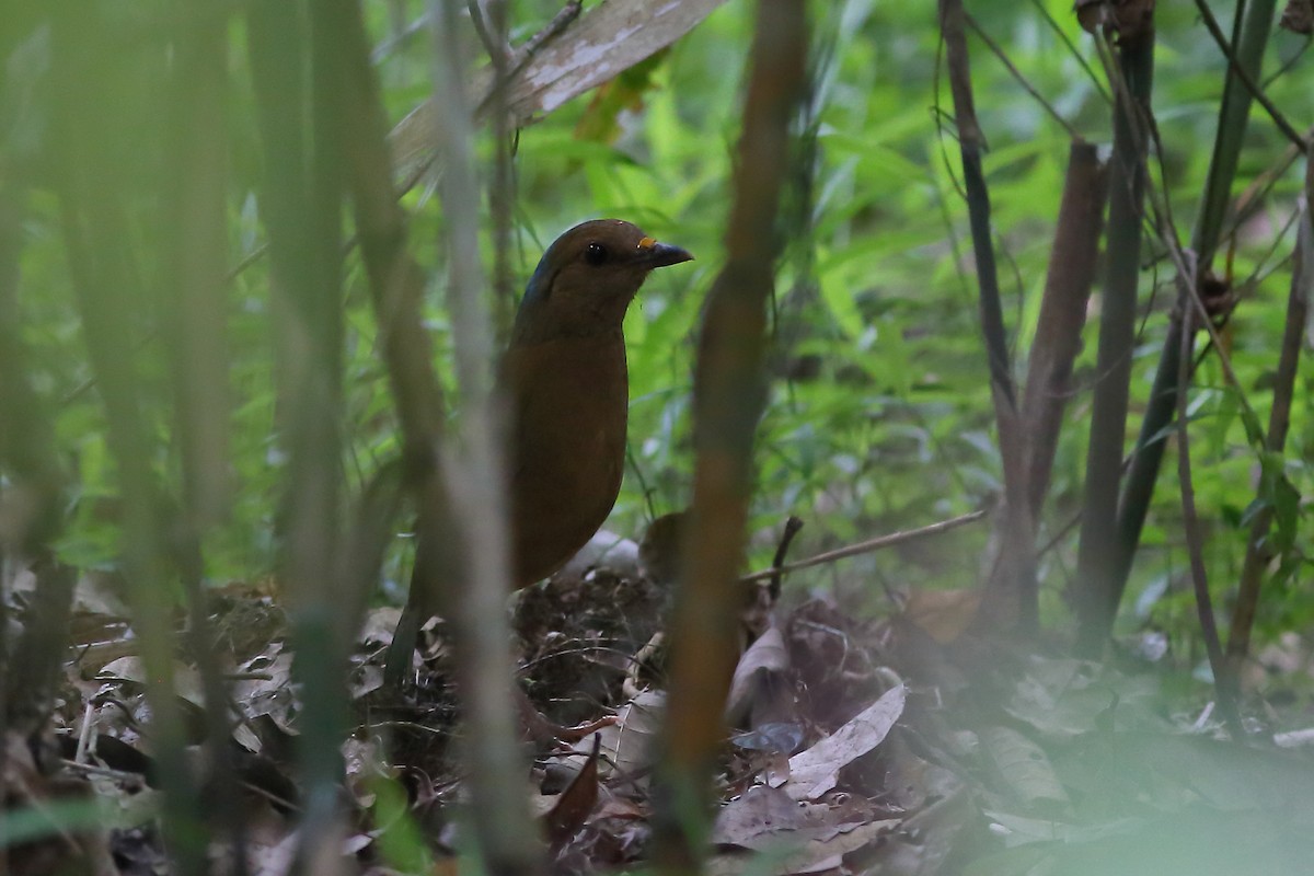 Brève à nuque bleue - ML118392491