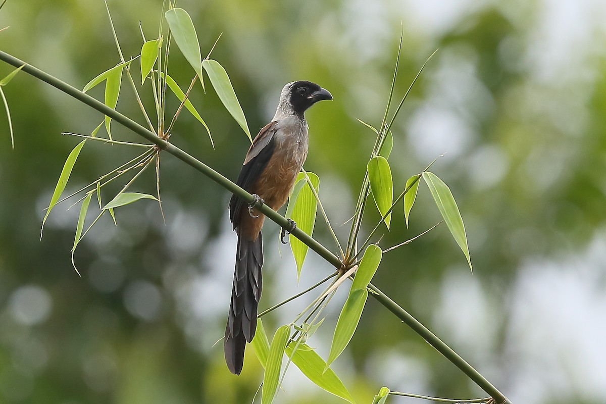 Collared Treepie - ML118392501