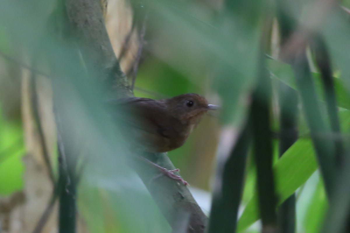 Buff-breasted Babbler - ML118392511