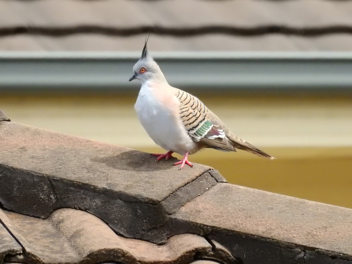 Crested Pigeon - Marianne Fan
