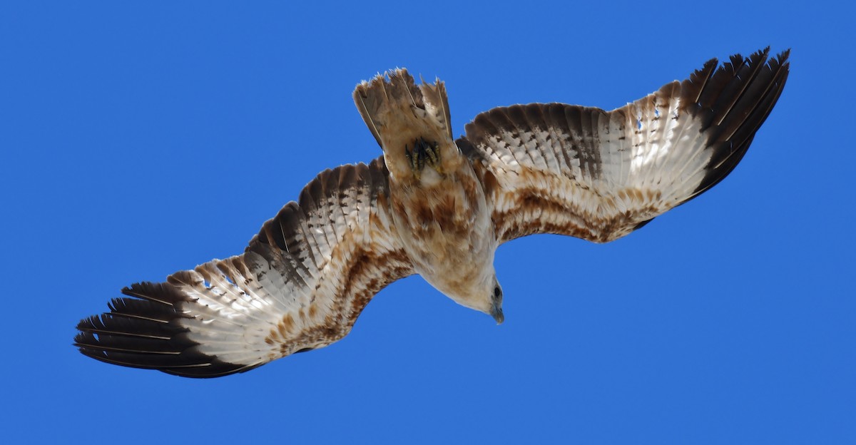 Brahminy Kite - ML118393771