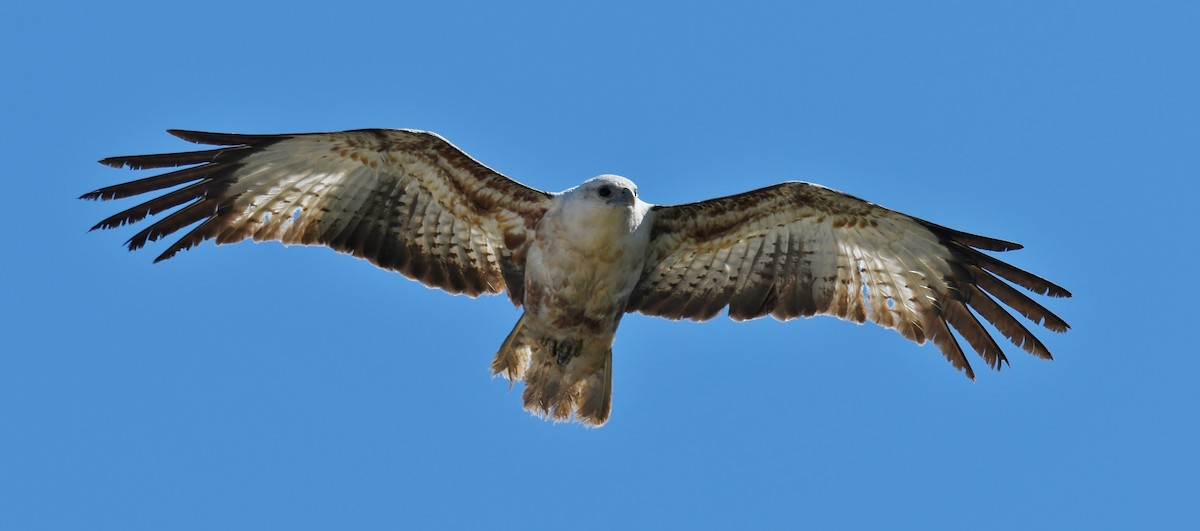 Brahminy Kite - Steven McBride