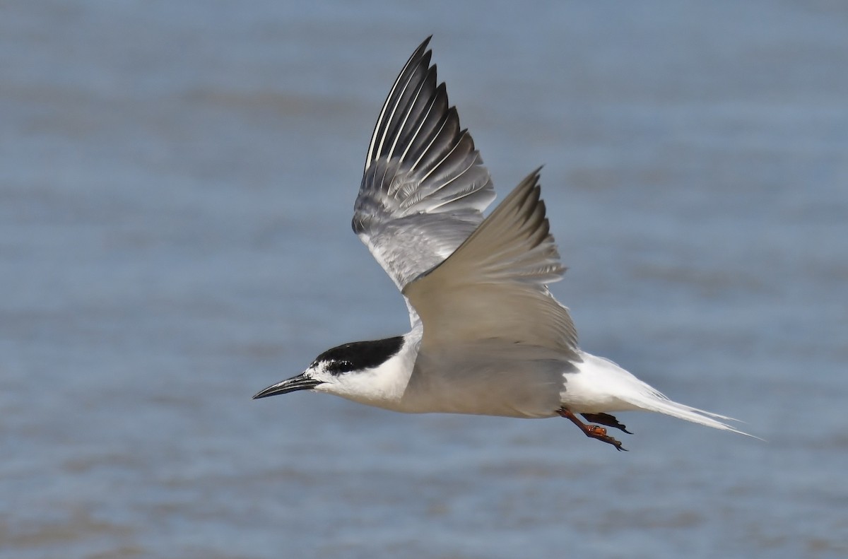 Common Tern (longipennis) - Steven McBride