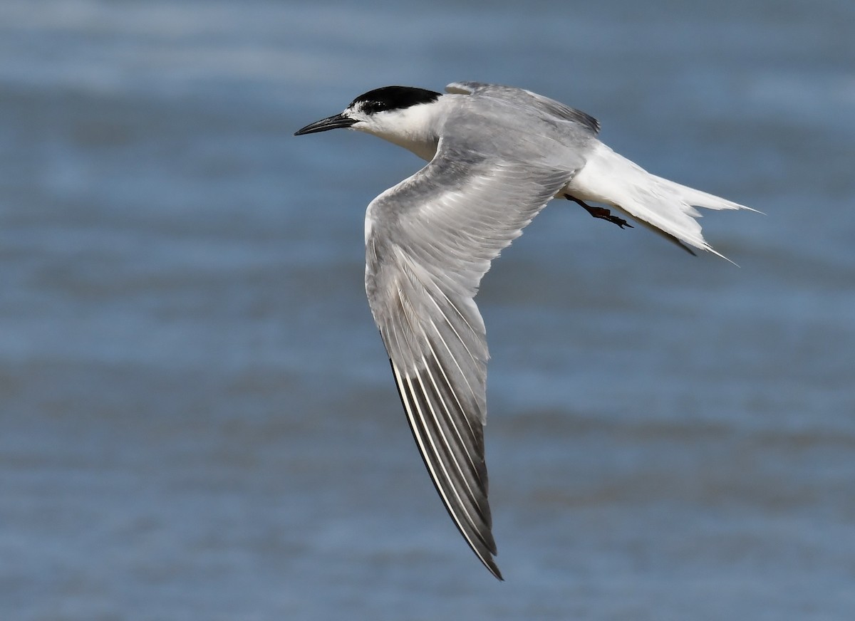 rybák obecný (ssp. longipennis) - ML118393921