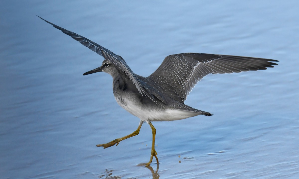 Gray-tailed Tattler - Steven McBride