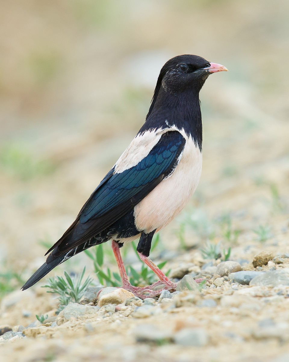 Rosy Starling - ML118394501