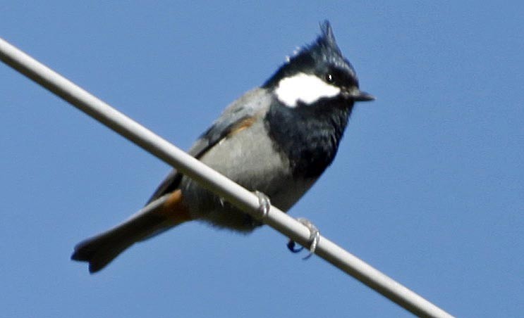 Coal Tit - ML118396171