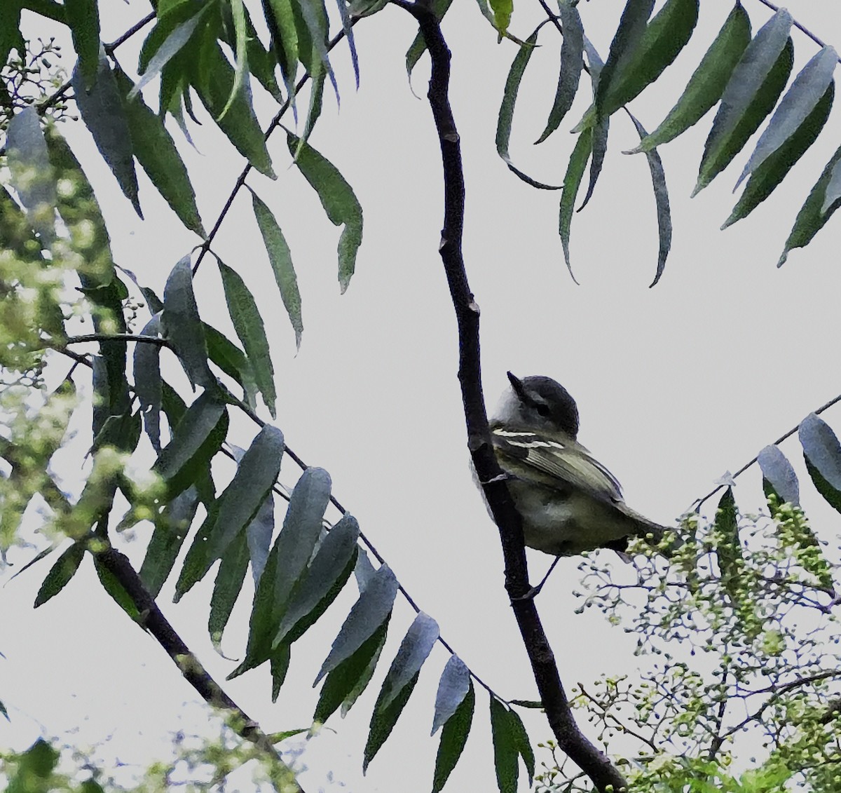 White-throated Tyrannulet - ML118396801