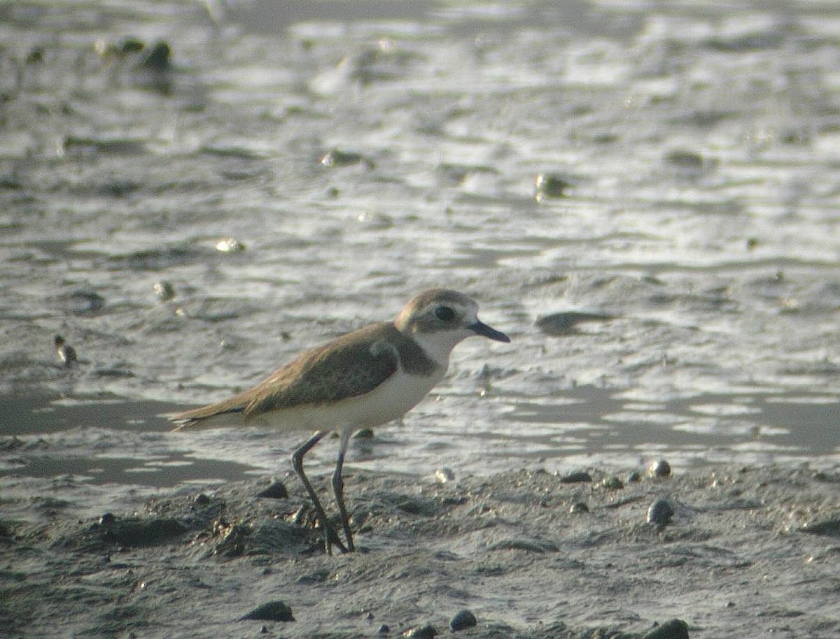 Greater Sand-Plover - ML118397121