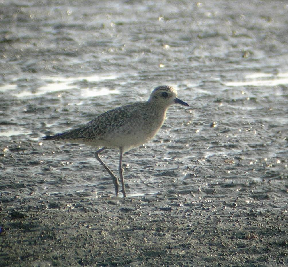 Pacific Golden-Plover - ML118397151