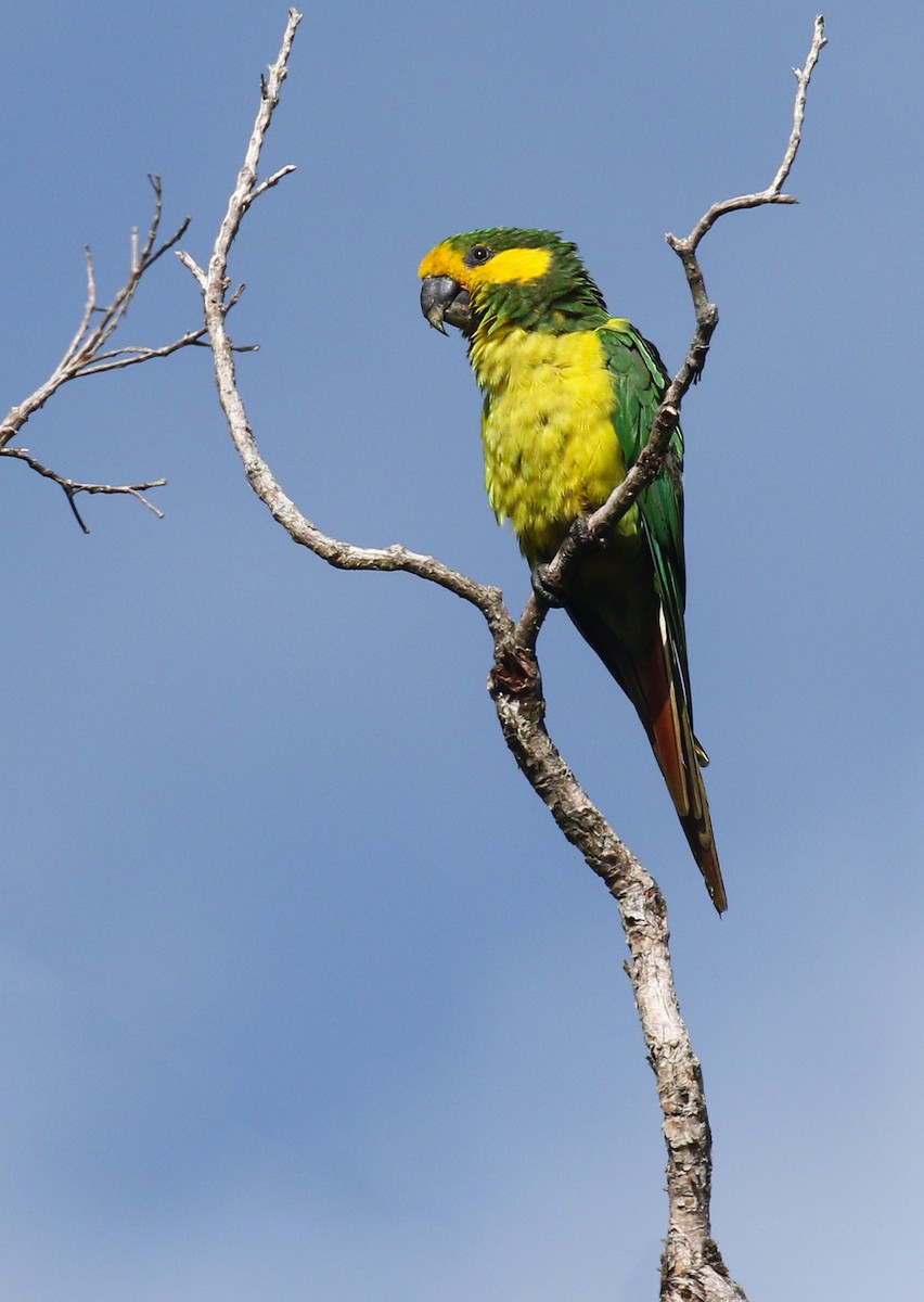 Yellow-eared Parrot - Alex Berryman